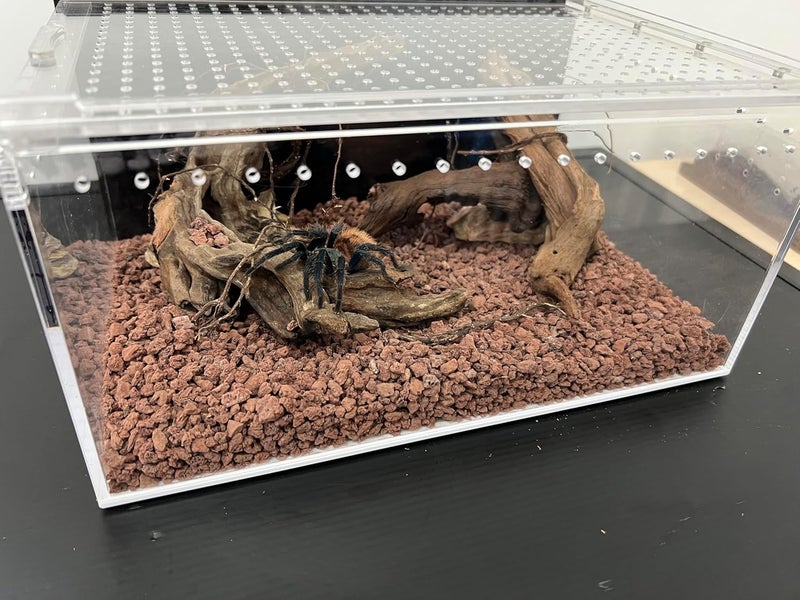 smartang Reptile Tank Enclosure with Magnetic Button.12*8*6"Thicken Snake Enclosure Cage,Cross Ventilation Reptile Terrarium,5 Gallon Acrylic Enclosure Tarantula Enclosure for Snake,Hermit Crab,Frog,Tortoise - Image 2